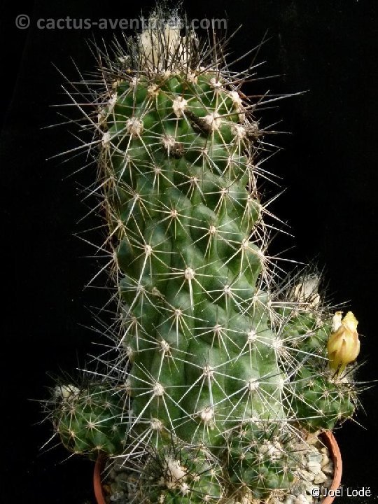 Copiapoa sp P1040763