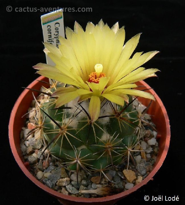 Coryphantha cornifera P1260100