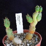 Cumulopuntia boliviana dactylifera (ex 'Tephrocactus subinermis')