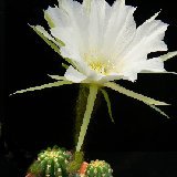 Echinopsis comarapana pereziensis