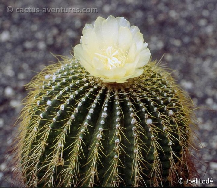 Eriocephala claviceps -013