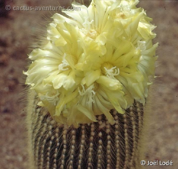 Eriocephala ex Notocactus lenninghausii -053