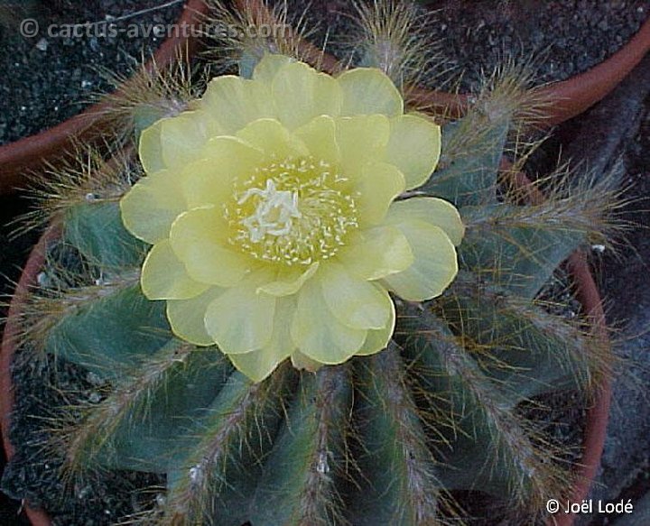 Eriocephala magnifica JLcoll.3430