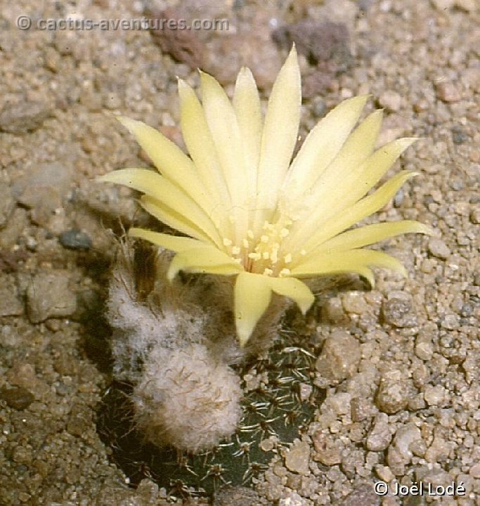 Frailea phaeodisca -024