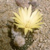 Frailea phaeodisca -024.jpg