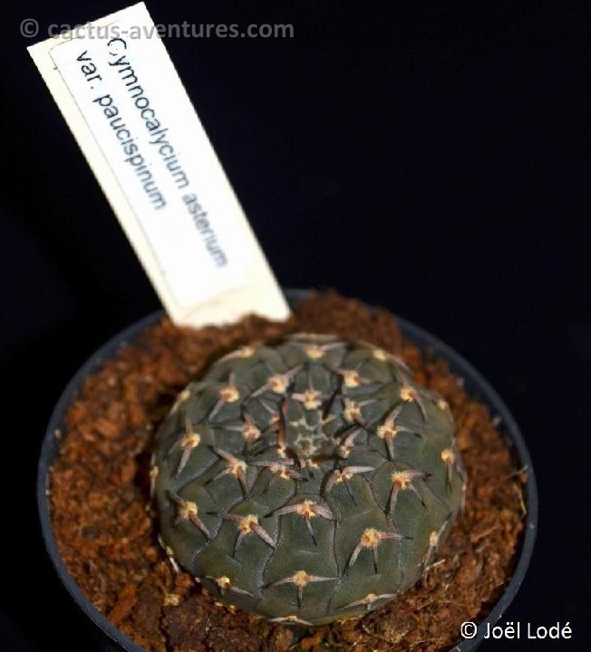 Gymnocalycium asterium v. paucispinum DSC 6732