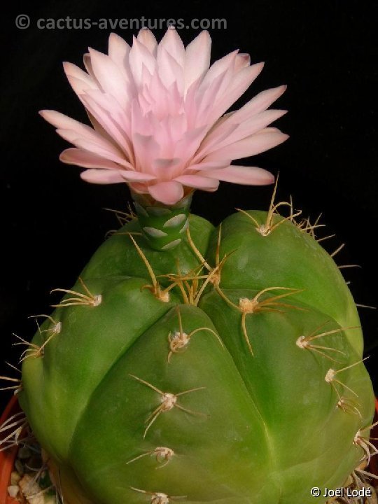 Gymnocalycium buenekeri P1040948