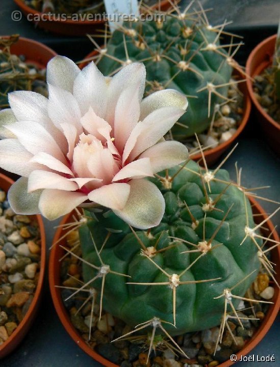 Gymnocalycium capillaense ssp. sutterianum P1250565