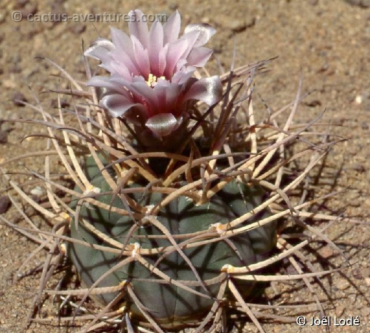 Gymnocalycium cardenasianum -030