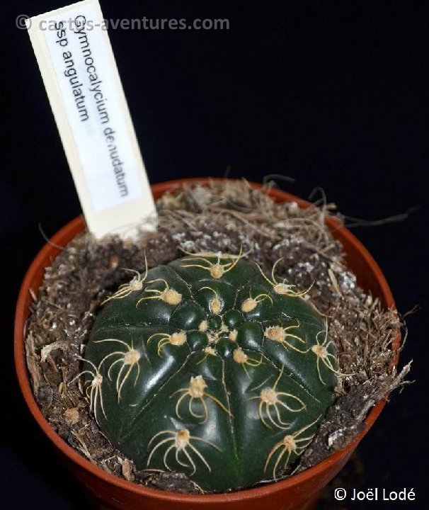Gymnocalycium denudatum ssp angulatum GF302 DSC 6735