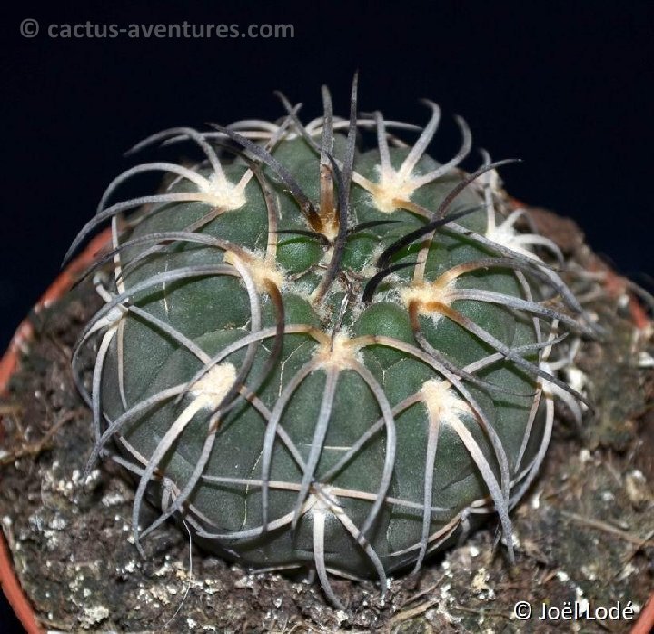 Gymnocalycium spegazzinii v. unguispinum DSC 6737