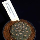 Gymnocalycium asterium v. paucispinum