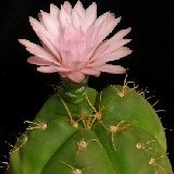 Gymnocalycium buenekeri