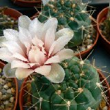 Gymnocalycium capillaense ssp. sutterianum