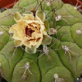 Gymnocalycium pflanzii (fl. variable)