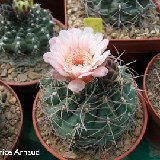 Gymnocalycium ritterianum