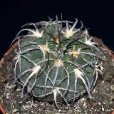Gymnocalycium spegazzinii v. unguispinum
