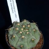 Gymnocalycium vatteri V. brevispinum by 8.5cm (also 10.5cm but small quantity)
