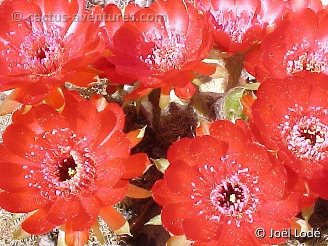 Lobivia arachnacantha v. vallegrandensis (fl.2)