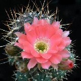 Lobivia pentlandii omasuyana (Arequipa, Peru)
