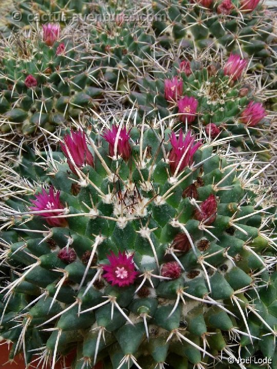 Mammillaria magnimamma P1020642