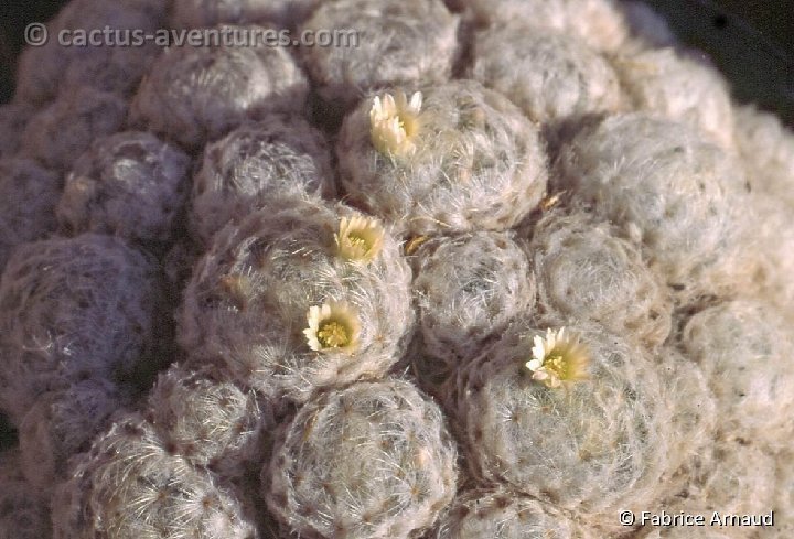 Mammillaria plumosa -535