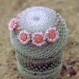 Mammillaria pseudoperbella -555.jpg