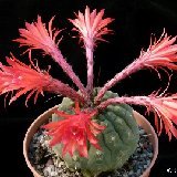 Matucana madisoniorum