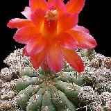 Matucana polzii (Quivilla, Huánuco, Peru) available 8.5cm and 10.5cm Ø