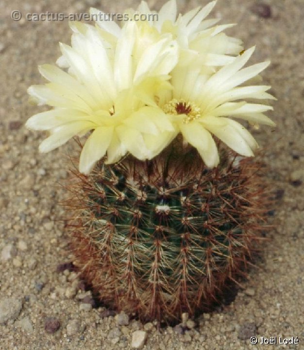 Notocactus schlosseri -023