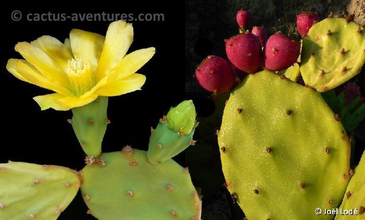 Opuntia stricta (inermis) ©JLcoll.3581