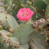 Opuntia basilaris cf. (pad - raquette-cutting)