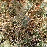 Opuntia fragilis