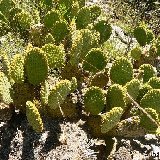Opuntia microdasys El Tokio NL P1260743.JPG