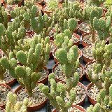 Opuntia microdasys v. globosa P1210881h.jpg