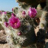 Opuntia pilifera P1020879.JPG