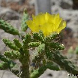 Opuntia pubescens DSC_1077.JPG