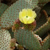 Opuntia rufida P1110052.JPG