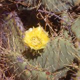 Opuntia tapona BC84-0097.jpg