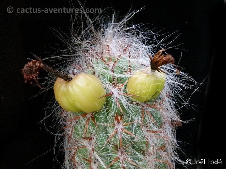 Oreocereus celsianus (fr.) P1030843