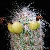 Oreocereus celsianus (small quantity)