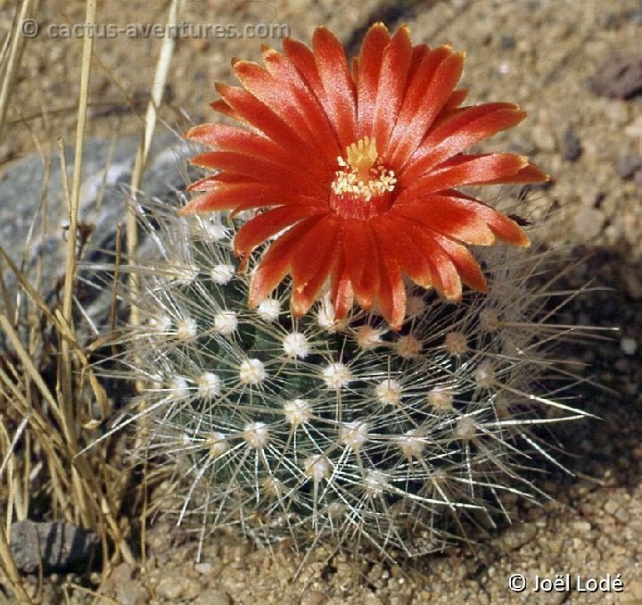Parodia nivosa -070