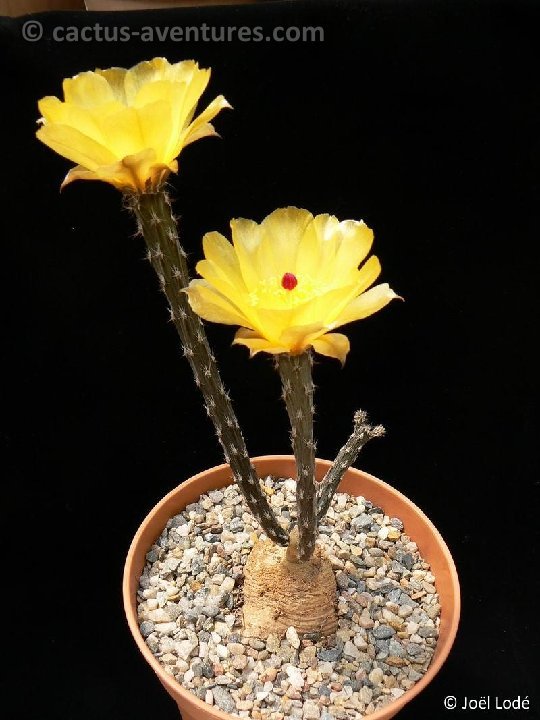 Pterocactus tuberosus (fl.) P1190878