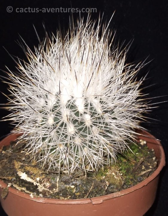 Rapicactus mandragora IMG-20211128-WA0008