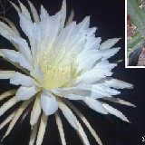 Selenicereus vagans JLcoll. (aerial roots)