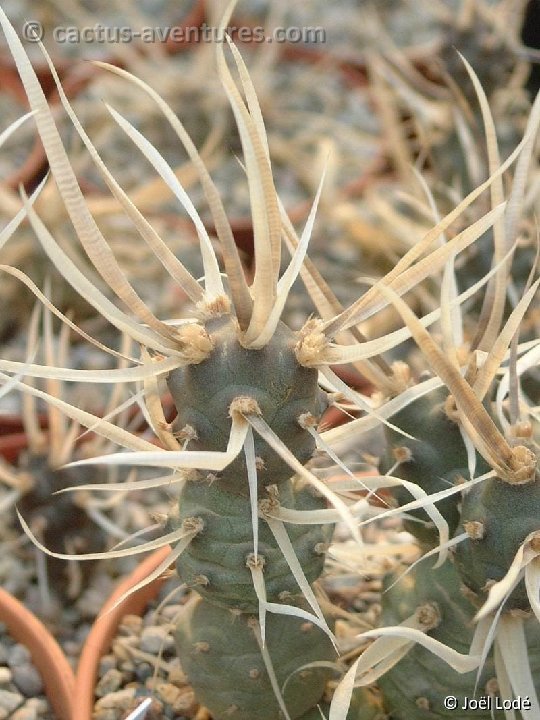 Tephrocactus articulatus Dscf7696