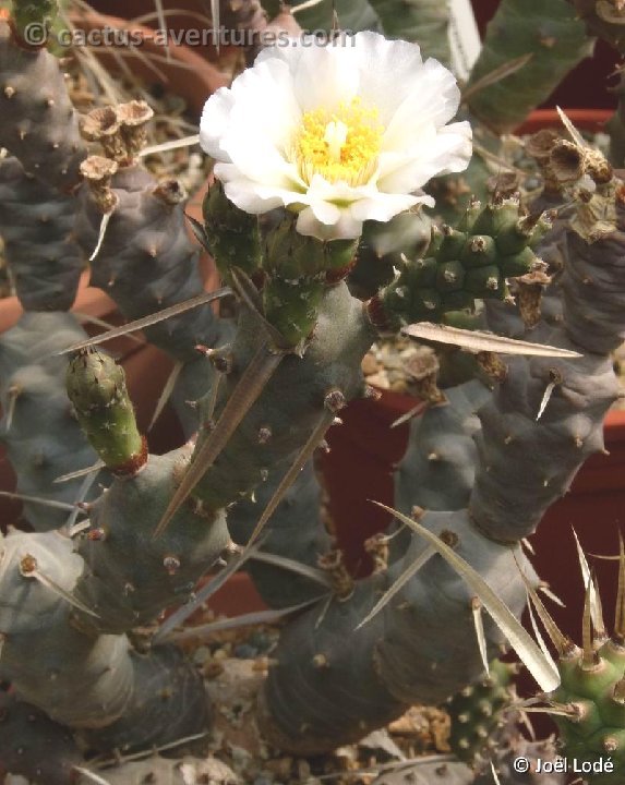 Tephrocactus articulatus v. nigrispinus P1030839