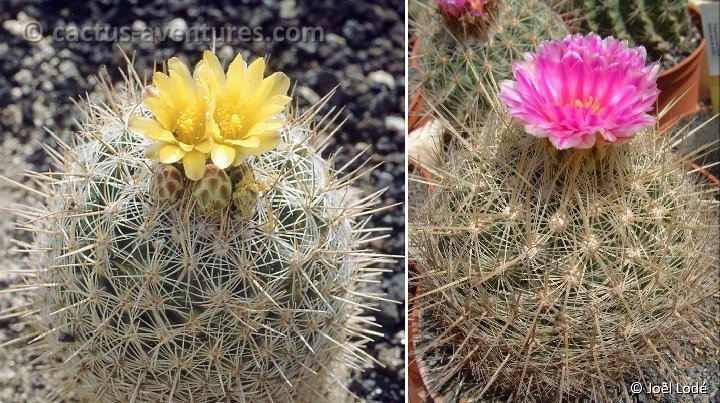 Thelocactus conothelos Dscf0924