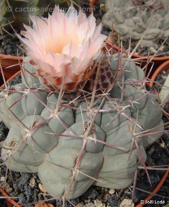 Thelocactus hexaedrophorus JLcoll.4295