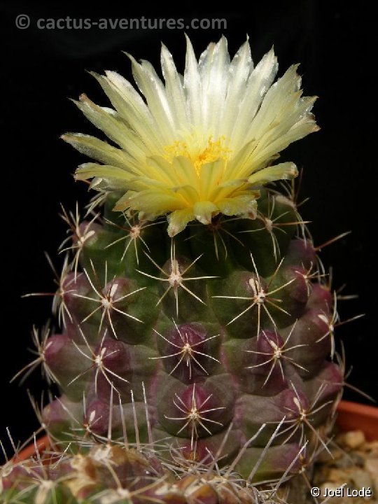 Thelocactus leucacanthus P1060772